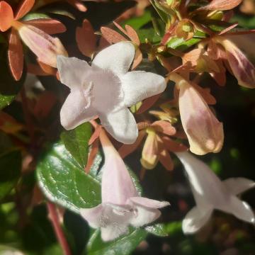 Abelia grandiflora ( x )