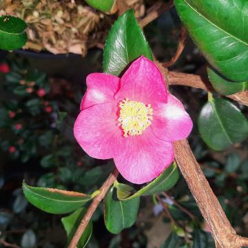 Camellia 'Koto no kaori'