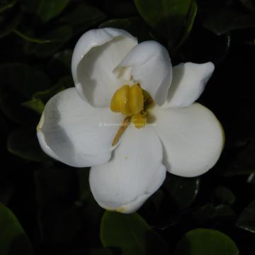 Gardenia jasminoides 'Kleim's Hardy'