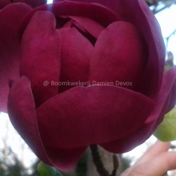 Magnolia 'Black Tulip' ®