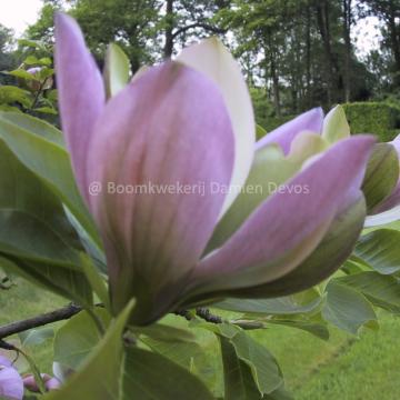 Magnolia brooklynensis 'Woodsman' (x)