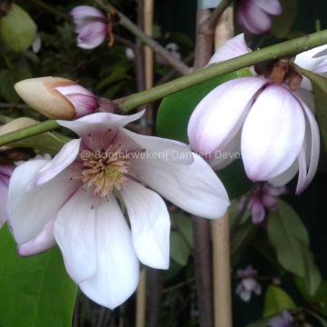Magnolia 'Fairy Blush' ®