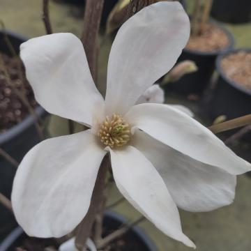 Magnolia kewensis 'Wada's Memory'