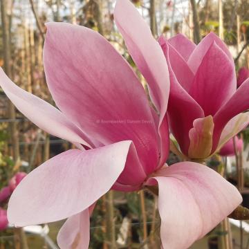 Magnolia 'Red as Red' (x)
