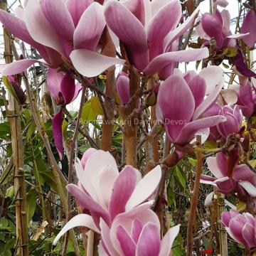 Magnolia soulangeana 'Satisfaction'