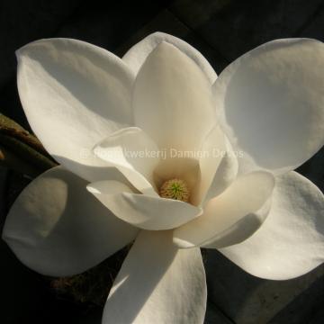 Magnolia 'Tina Durio'