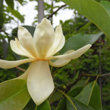 Magnolia virginiana 'Aiken County'