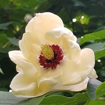 Magnolia wieseneri 'Aashild Kalleberg' (x)