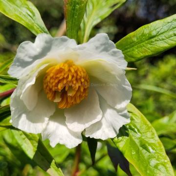 Paeonia lactiflora' Early Windflower'