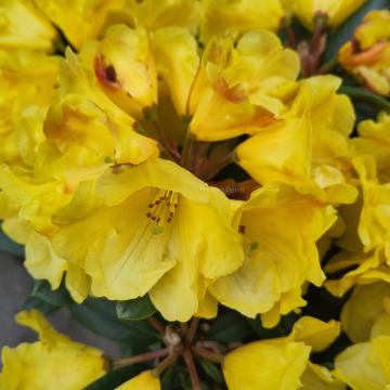 Rhododendron Hybride 'Golden Everest'