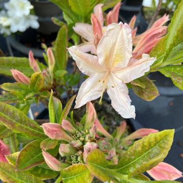 Rhododendron 'Replique' (Viscosa Azalea)