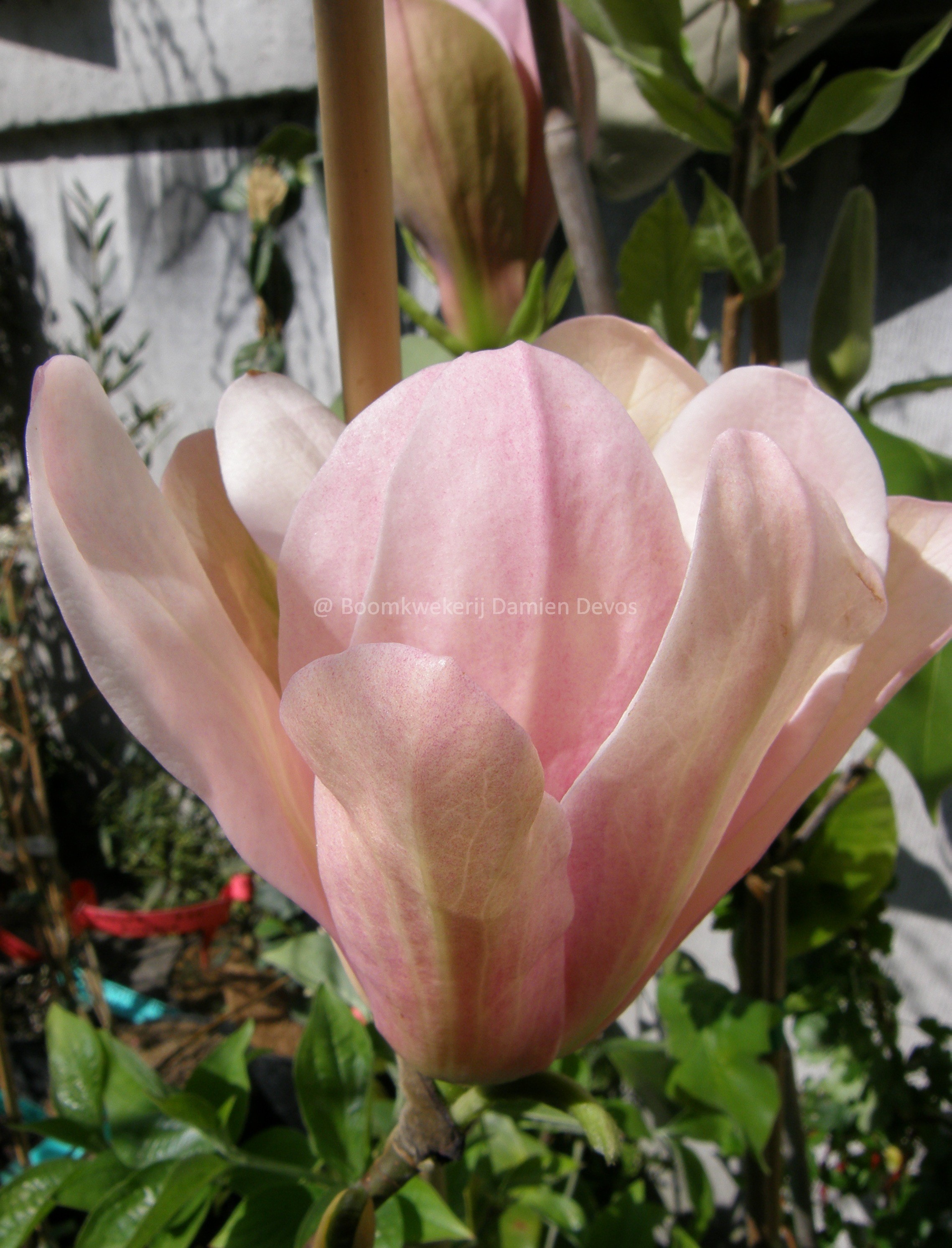 Magnolia 'Coral Lake' (x) | Damien Devos