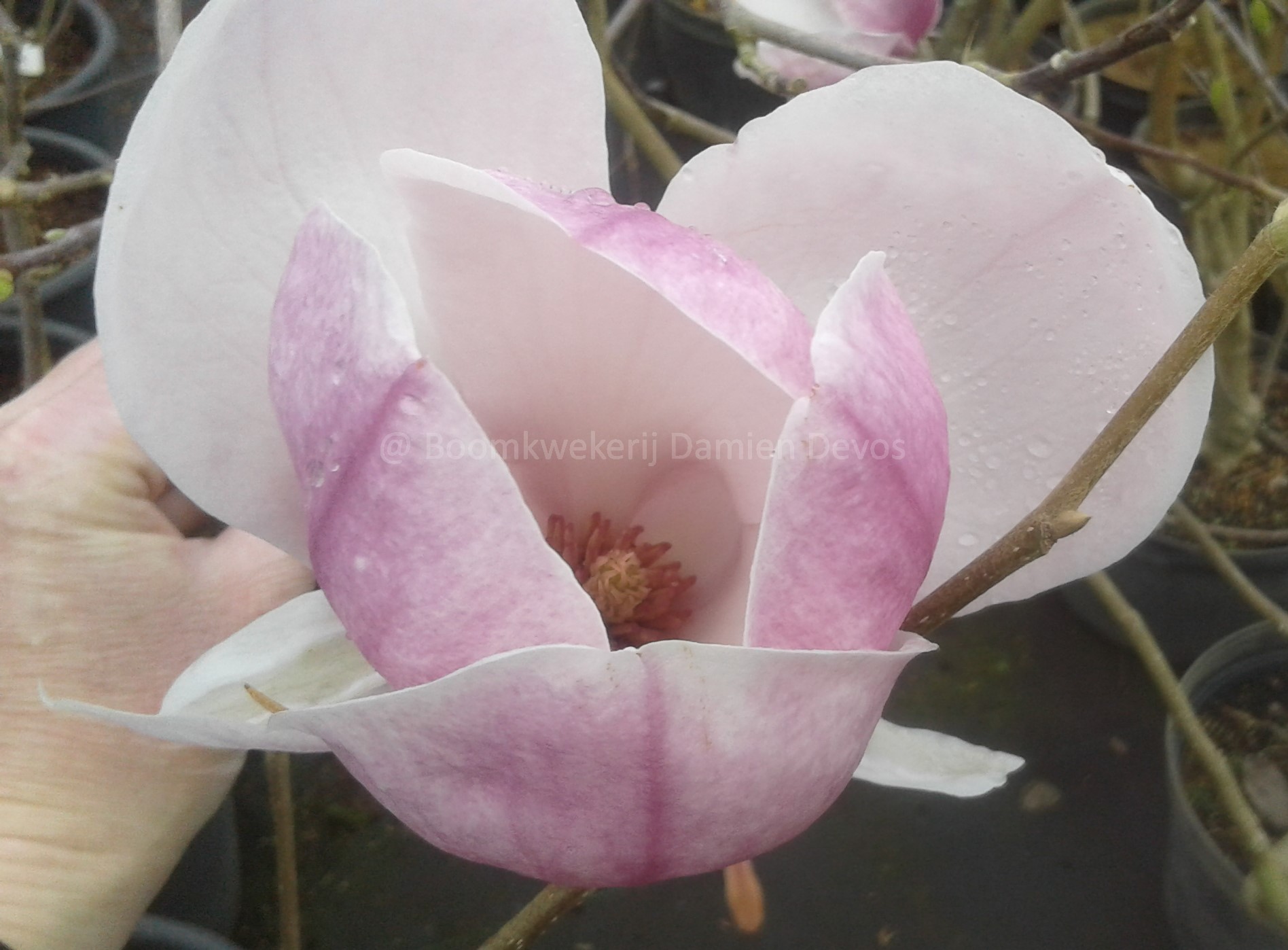 Magnolia soulangeana ‘Rustica Rubra’ (x) | Damien Devos