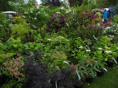 Beervelde planten