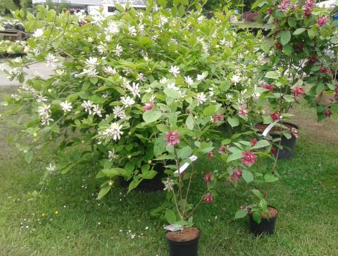 Calycanthus