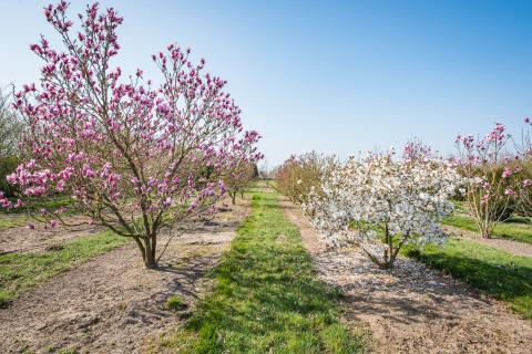 Magnolia 'Susan'