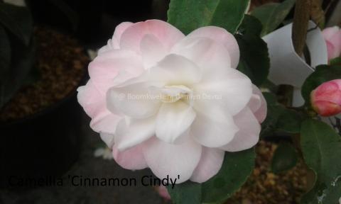 Cinnamon Cindy
