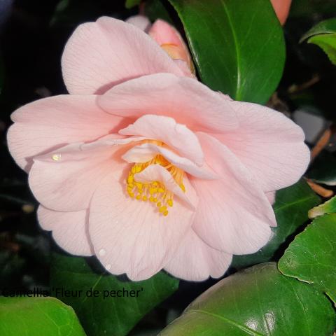 Fleur de pecher
