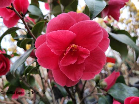 japonica 'Moshio'