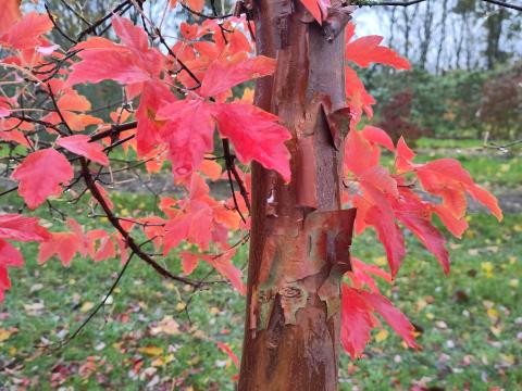 Acer griseum