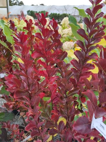 Cornus 'Scarlet Fire'