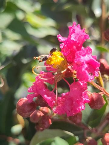 Pallida