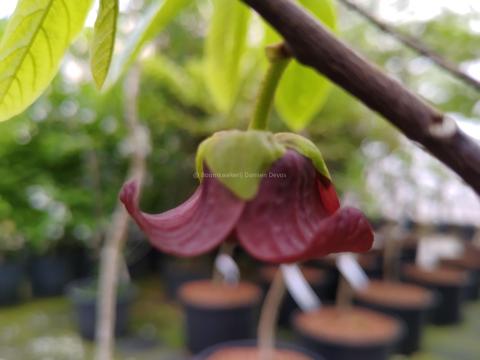 Bloem Asimina triloba