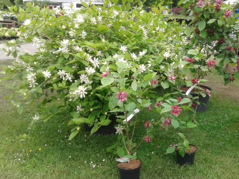 Calycanthus
