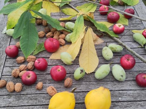 Kweepeer asimina appel noten