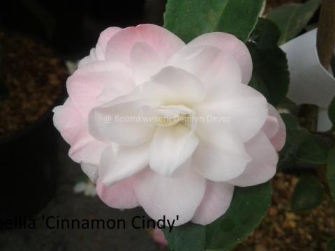 Cinnamon Cindy