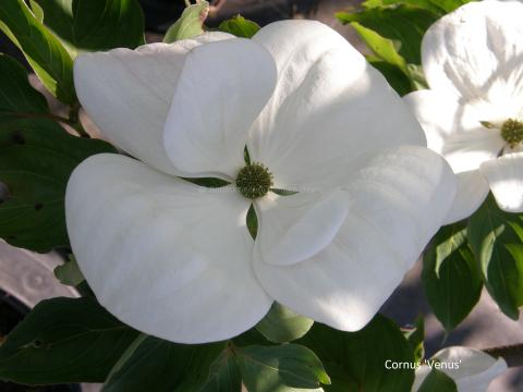 Pallida