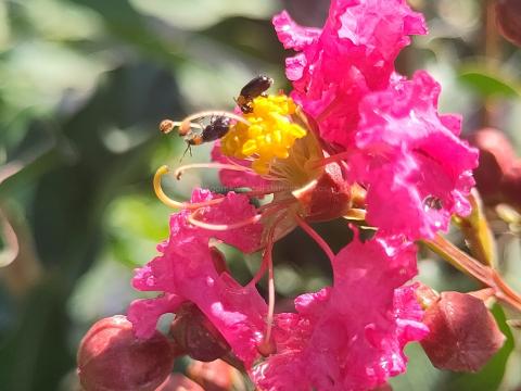 Lagerstroemia 'Tuskegee'