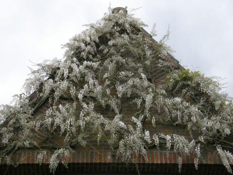 Klimplanten