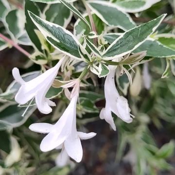 Abelia grandiflora 'Confetti' ®