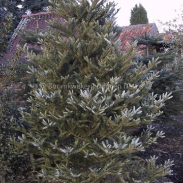 Abies koreana 'Silberlocke'