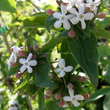 Abelia mosanensis