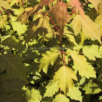 Acer cissifolium