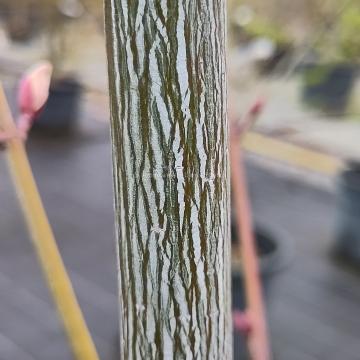 Acer conspicuum  'Silver Vein'