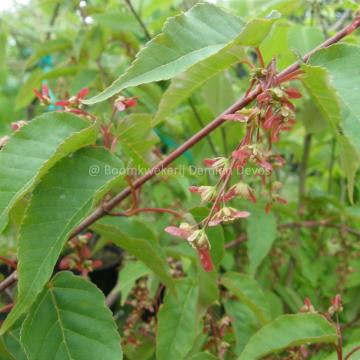 Acer davidii 'Serpentine'