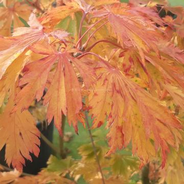 Acer japonicum 'Aconitifolium'