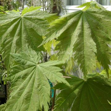 Acer japonicum 'Vitifolium'