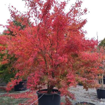 Acer palmatum