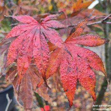 Acer palmatum 'Autumn Red'