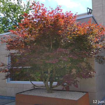 Acer palmatum 'Atropurpureum'