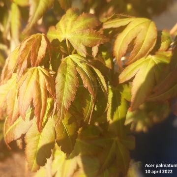 Acer palmatum 'Bi-Hoo'
