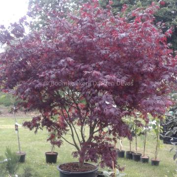 Acer palmatum 'Bloodgood'