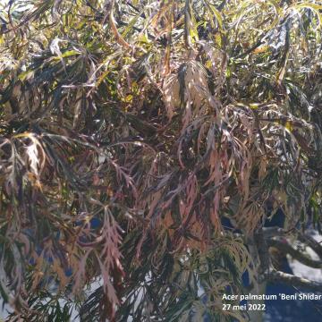 Acer palmatum 'Beni Shidare Variegated'