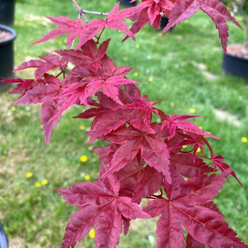 Acer palmatum 'Deshojo'