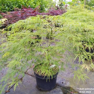 Acer palmatum 'Dissectum' ( = A. p. var. dissectum viride)