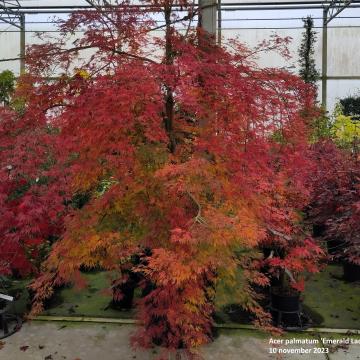 Acer palmatum 'Emerald Lace'